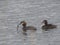 Close up couple of great crested grebe hunting bass fish to provide feeding their youngs. Podiceps cristatus family on