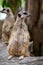 Close up of couple meerkats standing during on guard