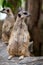 Close up of couple meerkats standing during on guard for family