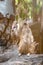 Close up of couple meerkats standing over stump