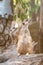 Close up of couple meerkats standing over stump and looking a survey for drove