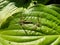 Close-up of a a couple of two adult Crane flies or mosquito hawks (Tipulidae species) mating on a leaf in summer