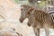 Close up of couple zebra standing together