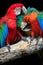 Close up couples of beautiful of scarlet macaw birds peaning and