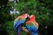 Close up couples of beautiful of scarlet macaw birds peaning and