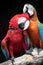 Close up couples of beautiful of scarlet macaw birds peaning and