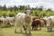 Close up of a cow. in the background a herd of cows grazes in the meadow. Cattle-breeding.