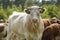 Close up of a cow. in the background a herd of cows grazes in the meadow. Cattle-breeding.