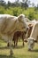 Close up of a cow. in the background a herd of cows grazes in the meadow. Cattle-breeding.