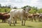 Close up of a cow. in the background a herd of cows grazes in the meadow. Cattle-breeding.