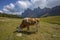 Close-up of a cow with the Dolomic group of the Odle Geislergruppe on the background in Funes valley, South Tyrol, Bolzano