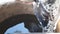 Close up of cow drinking water in Cattle tank, cows on a pasture drinking water from a big tank