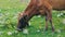 Close up of cow eats grass. Cow face with bell