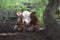 Close up on a cow in Florida laying down under shaded oak tree