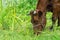 Close up of cow grazing on grass in pasture in summer, in Poland. Polish red breed of cow.