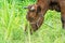 Close up of cow grazing on grass in pasture in summer, in Poland. Polish red breed of cow.