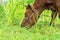 Close up of cow grazing on grass in pasture in summer, in Poland. Polish red breed of cow.