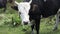 Close-up of cow grazing on a green meadow. Cows eating fresh green grass.