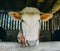 Close up cow head in cage