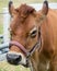 Close up of cow head with hay with halter and hay on nose