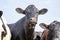 Close up of a cow in the middle of a group of cows black and white