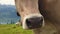 Close up of cow in Mount Rigi