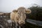 Close-up of Cow in muddy field