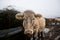 Close up of Cow in muddy field