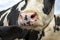 Close up of a cow`s nose and mouth, spit drooling and large pink nostril