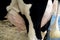 Close-up of a cow`s udder, nipples with milk close-up