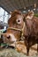 Close up of a cow at the Salon the l`Agriculture agricultural show in Paris, France