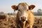 a close up of a cow standing in a field