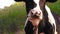 Close-up of a cow whisking flyes from its face. Portrait of a cow grazes on the lawn