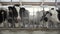 Close up for cows feeding in large cowshed at a farm. Footage. Cows cattle feeding process at a milk farm