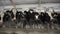 Close up for cows feeding in large cowshed at a farm. Footage. Cows cattle feeding process at a milk farm