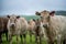 Close up of cows in the field, Angus and Murray Grey beef Cattle eating long pasture in spring and summer