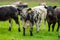 Close up of cows in the field, Angus and Murray Grey beef Cattle eating long pasture in spring and summer