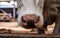 Close-up of a cows nose Stalls of a modern barn. A modern dairy cow farm in Russia