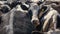 Close up of cows waiting to be milked at a dairy farm victoria