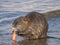 Close up coypu, Myocastor coypus or nutria eating carrot at stone in river water, golden hour natural light, selective focus
