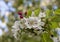 Close up of crab apple Malus `Evereste` fresh flower cluster and deep pink buds on tree branch.