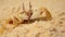 Close Up Of Crab On Beach Sand