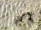 Close up of crab emerging from hole in sand, Jambiani, Zanzibar