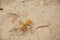 Close-up of a crab near its burrow in the sand on beach of Juquey.