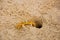 Close-up of a crab near its burrow in the sand on beach of Juquey.