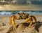 Close-up of a crab in the sand on the beach