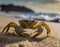 Close-up of a crab in the sand on the beach