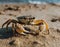 Close-up of a crab in the sand on the beach