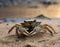 Close-up of a crab in the sand on the beach