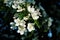 Close-up of Crabapple Malus x zumi Professor Sprenger blossom